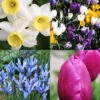 Menu Early Spring Flowers Garden Kit 1 Menu Early Spring Flowers Garden Kit -Holland Bulb Farms 89515