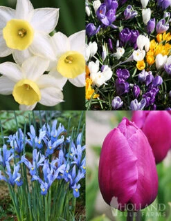 Menu Early Spring Flowers Garden Kit