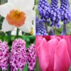 Menu Mid Spring Flowers Garden Kit -Holland Bulb Farms 89516