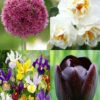 Menu Late Spring Flowers Garden Kit -Holland Bulb Farms 89517