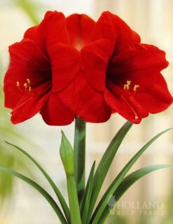 Menu Giant Red Lion Amaryllis Kit -Holland Bulb Farms 92108 giant red lion amaryllis kit