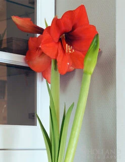 Menu Giant Red Lion Amaryllis Kit -Holland Bulb Farms 92108 giant red lion amaryllis kit 3