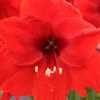 Menu Giant Red Lion Amaryllis Kit -Holland Bulb Farms 92108 giant red lion amaryllis kit 4