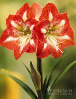 Menu Giant Minerva Amaryllis Kit -Holland Bulb Farms 92109 giant minerva amaryllis kit