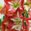 Menu Giant Minerva Amaryllis Kit -Holland Bulb Farms 92109 giant minerva amaryllis kit 3