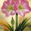 Menu Giant Charming Amaryllis Kit -Holland Bulb Farms 92110 giant charming amaryllis kit