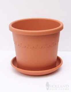 Menu Giant Charming Amaryllis Kit -Holland Bulb Farms 92110 pot