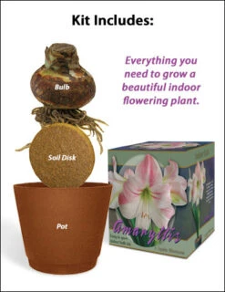 Menu Apple Blossom Amaryllis Giftbox Kit -Holland Bulb Farms 92111 apple blossom amaryllis 2