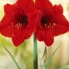 Menu Red Lion Amaryllis Giftbox Kit -Holland Bulb Farms 92117 red lion amaryllis