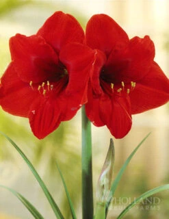 Menu Red Lion Amaryllis Giftbox Kit