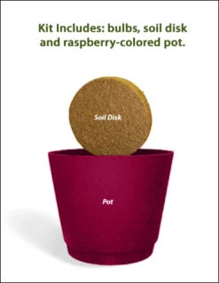 Menu Ziva Paperwhites Gift Box Kit -Holland Bulb Farms 92132 ziva paperwhites gift box kit 3