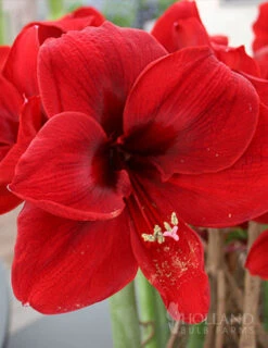 Menu Peppermint Amaryllis Collection -Holland Bulb Farms 92148 grand diva amaryllis 1