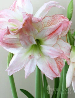 Menu Peppermint Amaryllis Collection -Holland Bulb Farms 92153 double record amaryllis 2 1