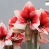 Menu Charisma Amaryllis -Holland Bulb Farms 92162 charisma amaryllis