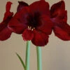 Menu Queen Of Night Amaryllis -Holland Bulb Farms 92163 queen of night amaryllis