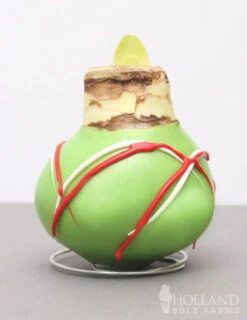 Menu Holiday Waxed Amaryllis Collection (3-Pack) -Holland Bulb Farms 92164 picasso wax base dipped in house