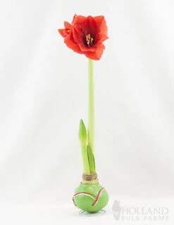 Menu Holiday Waxed Amaryllis Collection (3-Pack) -Holland Bulb Farms 92164 picasso wax base dipped in house with amaryllis 2