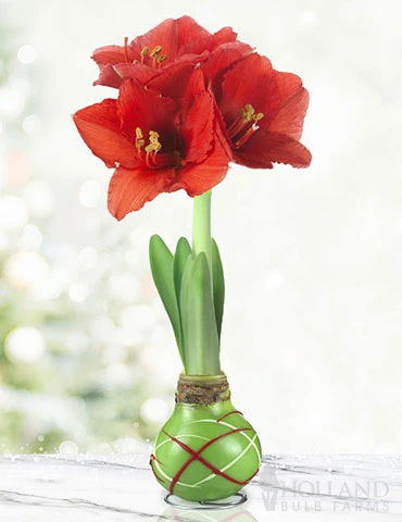 Menu Green Picasso Base Waxed Amaryllis 3 Menu Green Picasso Base Waxed Amaryllis