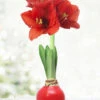 Menu Happiness Waxed Amaryllis -Holland Bulb Farms 92165 red wax base dipped in house 2 1
