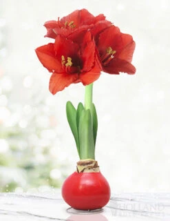 Menu Red Waxed Amaryllis Collection (3-Pack) -Holland Bulb Farms 92165 red wax base dipped in house 2 2