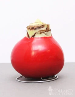Menu American Spirit Waxed Amaryllis Collection -Holland Bulb Farms 92165 red wax base dipped in house