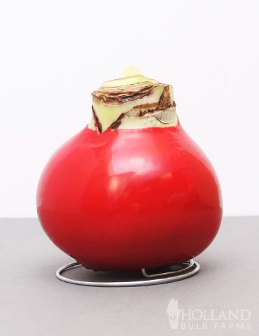 Menu Be My Valentine Waxed Amaryllis Collection (3-Pack) 5 Menu Be My Valentine Waxed Amaryllis Collection (3-Pack) - Image 3