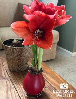 Menu Happiness Waxed Amaryllis -Holland Bulb Farms 92165 red wax base dipped in house 6 1