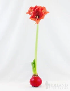 Menu Red Waxed Amaryllis Collection (3-Pack) -Holland Bulb Farms 92165 red wax base dipped in house with amaryllis 2 2