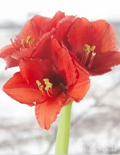 Menu Red Waxed Amaryllis Collection (3-Pack) -Holland Bulb Farms 92165 red wax base dipped in house with amaryllis 4 2