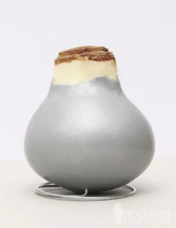 Menu Holiday Waxed Amaryllis Collection (3-Pack) -Holland Bulb Farms 92166 silver wax amaryllis 1