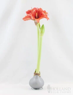 Menu Noel Waxed Amaryllis -Holland Bulb Farms 92166 silver wax amaryllis 2