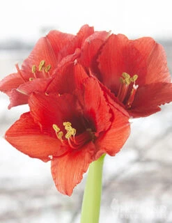 Menu Holiday Waxed Amaryllis Collection (3-Pack) -Holland Bulb Farms 92166 silver wax amaryllis 4 1