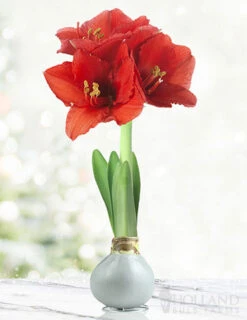 Menu Holiday Waxed Amaryllis Collection (3-Pack) -Holland Bulb Farms 92166 silver wax amaryllis 6 1