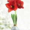 Menu Noel Waxed Amaryllis -Holland Bulb Farms 92166 silver wax amaryllis 6