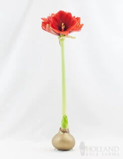 Menu Magic Waxed Amaryllis -Holland Bulb Farms 92167 gold wax amaryllis 2