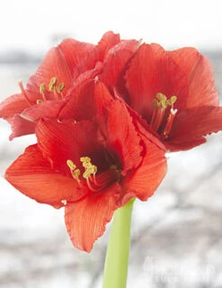 Menu Magic Waxed Amaryllis -Holland Bulb Farms 92167 gold wax amaryllis 4