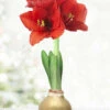 Menu Magic Waxed Amaryllis -Holland Bulb Farms 92167 gold wax amaryllis 6