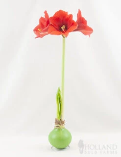 Menu Hope Waxed Amaryllis -Holland Bulb Farms 92168 green wax amaryllis 2