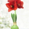 Menu Hope Waxed Amaryllis 2 Menu Hope Waxed Amaryllis -Holland Bulb Farms 92168 green wax amaryllis 6