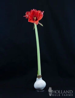 Menu American Spirit Waxed Amaryllis Collection -Holland Bulb Farms 92169 white wax amaryllis 2 1