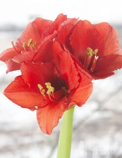 Menu Spring Waxed Amaryllis Collection (3-Pack) -Holland Bulb Farms 92169 white wax amaryllis 4