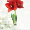 Menu Miracle Waxed Amaryllis -Holland Bulb Farms 92169 white wax amaryllis 6 2