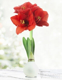 Menu Miracle Waxed Amaryllis