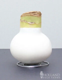 Menu American Spirit Waxed Amaryllis Collection -Holland Bulb Farms 92169 white wax amaryllis2 1