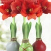 Menu Holiday Waxed Amaryllis Collection (3-Pack) -Holland Bulb Farms 92170 wax amaryllis holiday collection 2