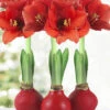 Menu Red Waxed Amaryllis Collection (3-Pack) -Holland Bulb Farms 92171 red wax amaryllis collection 2