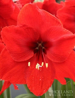 Menu Premium Amaryllis Kit Collection -Holland Bulb Farms 92172 red lion amaryllis
