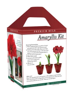 Menu Premium Amaryllis Kit Collection -Holland Bulb Farms 92172 red lion amaryllis box back