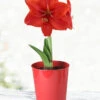 Menu Premium Red Lion Amaryllis Kit 1 Menu Premium Red Lion Amaryllis Kit -Holland Bulb Farms 92172 red lion amaryllis kit 2 1