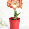 Menu Premium Minerva Amaryllis Gift Box Kit -Holland Bulb Farms 92173 minerva amaryllis kit 2 1